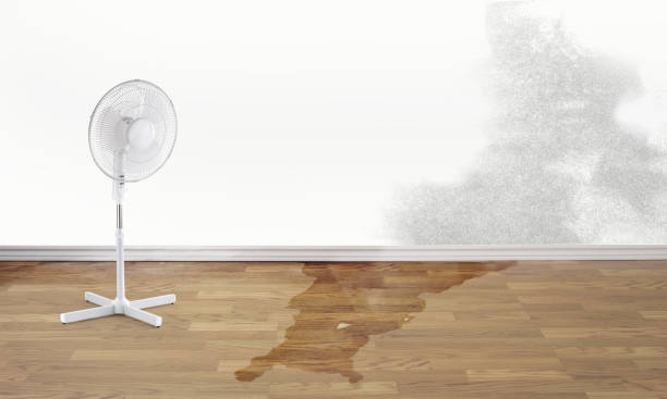 Best Basement water damage restoration  in Frankenmuth, MI